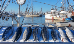 <b>日本水产物对华出口恢复背后的信号不简单</b>